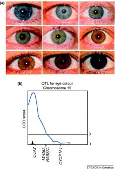 a genetic mutation affecting the OCA2 gene in our chromosomes resulted in the creation of a "switch," which literally "turned off" the ability to produce brown eyes
